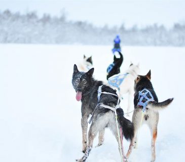 Tromso Dog Sledding